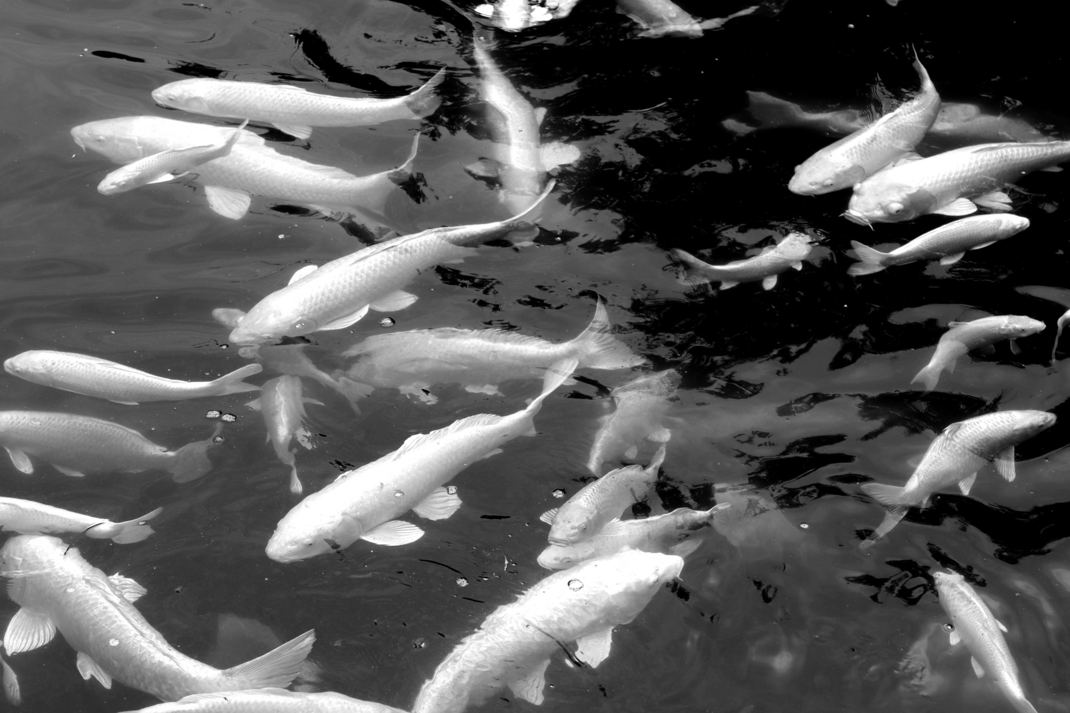 White koi moving through dark water